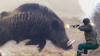 Giant Monster! Incredible Wild Boar Hunting Footage, How to Deal with Invading Wild Boars
