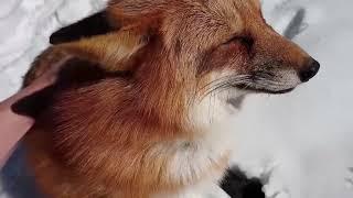 Ли Сяо / Alice the Fox Лиса Алиса (Почему обиделась Алиса!!?)