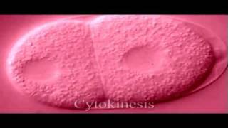 Eukaryotic Cell Cycle | Biology | Genetics
