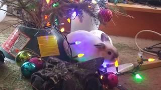 Rabbits Play under the Christmas tree