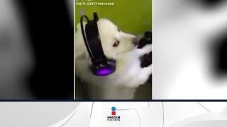 Cachan a perro viendo videos de perros teniendo relaciones | Qué Importa