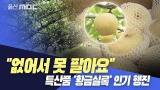 "없어서 못 팔아요"..'황금실록' 인기 행진