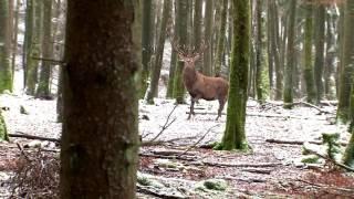 Driven hunt for red deer hinds | Epic shots in slow motion - Ultimate Hunting