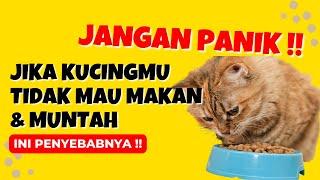 JANGAN PANIK !! 7 Alasan Kenapa Kucing Tidak Mau Makan Lemas dan Muntah Terus Menerus