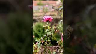#foryou #foryoupage #shorts #beautiful #color #nature #iloveyou