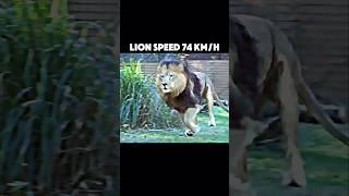 The fastest animal on land #trending #animals #wildlife #lion #gazelle #cheetah #hippo #shorts