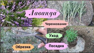 Лаванда. Посадка, уход, обрезка, черенкование.