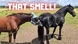 Yfke is not doing well yet | A fly mask for Rising Star⭐ That smells good! | Friesian Horses