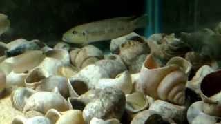 Lake tang shell dwellers