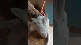 salam walekum #viral #short #yyyugo #views Bakra Eid liya bakra ki diet