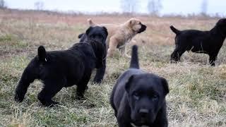 Щенки алабая на прогулке. #puppy #shortvideo #video #animals #dog