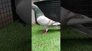 Beautiful Homer Pigeon