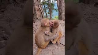 Two monkeys kissing  #shorts #monkeys