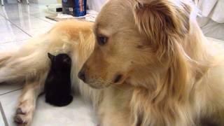 So Cute - Tiny Tortie Foster Kitten Falls Asleep Tucked Away In Dog's Stomach Fur - 3 Weeks Old