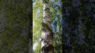  Massive  Silver Birch tree  trunk