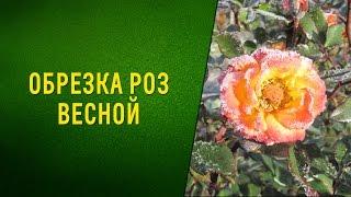 Обрезка роз весной. Видео