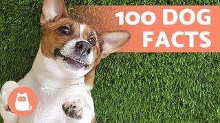 100 FACTS About DOGS That Will Surprise You  Discover them!