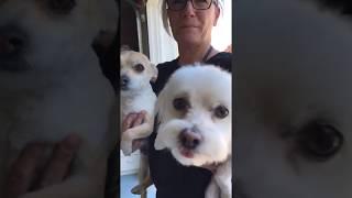 After Fur Babies Spa Day || GAMO Production