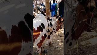 A Young Healthy Crossbreed White With Dark Reddish-Brown Patches Bull/Bail  More Info @mandikhor