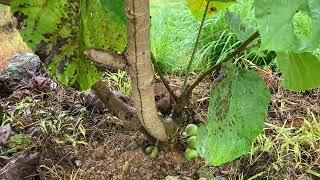Vietnamese Fig trees, diseases and fruits, Bac Ha Heaven Gate, May 25, 2025
