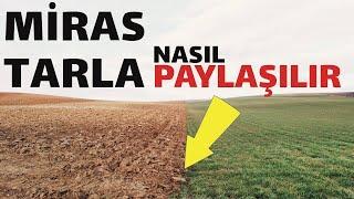 Miras kalan tarla nasıl paylaşılır, 6537 sayılı kanun nasıl uygulanır