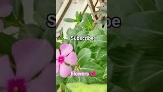garden #flowers # shorts # viral video # nature