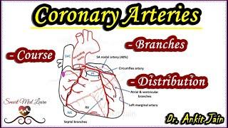 Coronary Arteries/Anatomy/Blood supply of heart/Arterial supply of heart/Right Left Coronary Artery