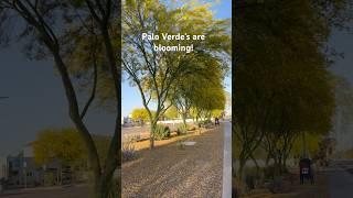 Palo Verde’s are blooming! #dog #dogwalk #dogexercise #paloverde
