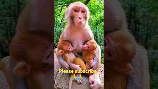 देखिए कैसे बंदर मां अपने बच्चो से कितनी मोहब्बत करती है । very nice seen। #viral #monkey #video