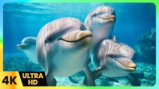 Underwater Wonderland  4K Fish Ballet & Relaxing Piano for Pure Tranquility | 4K Ocean