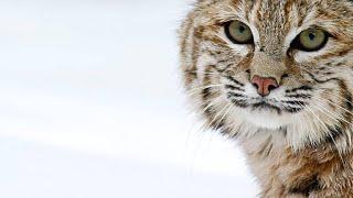 A Bobcat Uses a Different Hunting Strategy to Catch a Duck