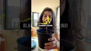 Baby blackberry | creative explained