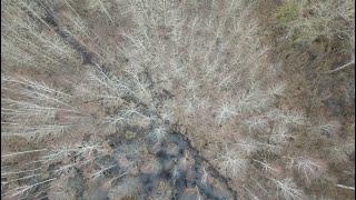 Forest, Lithuania 4K Drone 2024.03