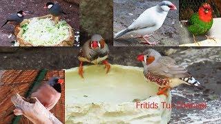 Amadina - Best of Finches Birds