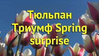 Тюльпан триумф Спринг Сюрпрайз. Краткий обзор, описание характеристик Spring surprise