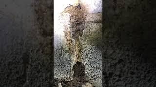 Termite footage