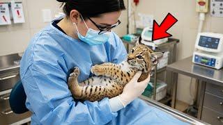 Bobcat Kitten Clings to the Vet Who Saved His Life, And Only Feels Safe in Her Arms