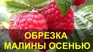 Обрезка Малины Осенью, Когда и как Обрезать Малину.