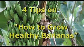 4 Tips on "How to Grow Healthy Organic Bananas" with Brendon McKeon