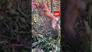 #pongo #monkey #newbornbaby #babyanimal #animals #baby #cute #newborn #babymonkey #rebornbaby
