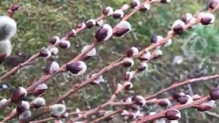 Plant Profile: Pussy Willows (Salix discolor)