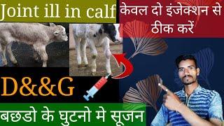 Joint ill In Calf || joint ill in calf treatment || बछडो के घुटनो मे मे सूजन/04/03/2022/Calves treat