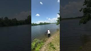 Catfish catch #catfish #outdoors #bassfishing #fishing  #fish #getthenet  #reels #story #bigcatfish