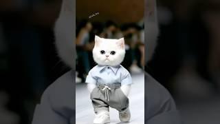 Cat lovers #cat #catlover  #catshorts #catvideos #catwalk #cats #catsoftiktok  #catshorts #catlife