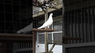 Pakistani pigeon  kabotar in UK Birmingham Shirali  2019