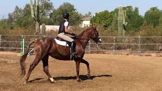 HUNTER EQUITATION 2'3"