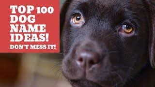 TOP 100 Best Dog Names Ideas For Male In 2021 