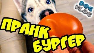 РОЗЫГРЫШ НАД СОБАКАМИ ПРАНК БУРГЕР SWEET PUPS макарун (Хаски Бандит) Говорящая собака