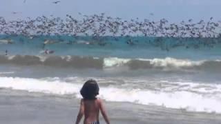 A Squadron Of Pelicans Divebomb Fish