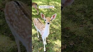 This family found three fawns alone and chose to raise them